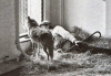 beuys-coyote